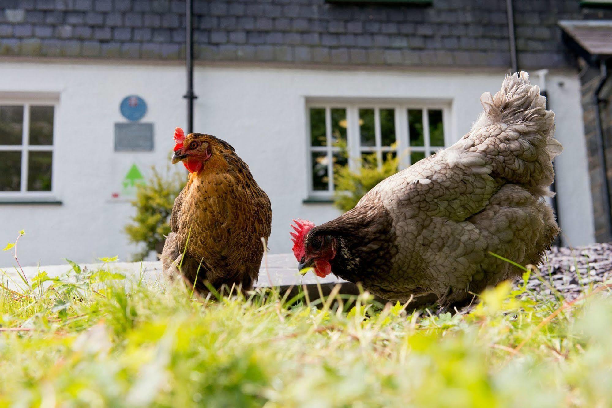 Yha Idwal Cottage Bethesda Exterior photo